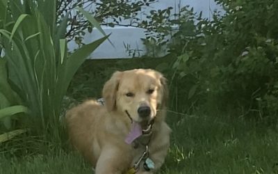 Dog Digging Solutions. How To Stop Your Dog From Digging