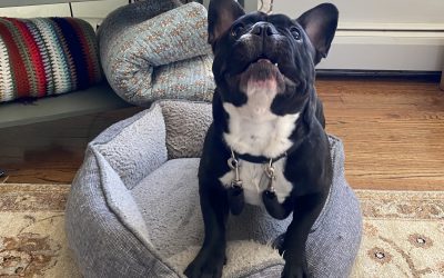 Hush, Pup! Effective Techniques for Curbing Your Dog’s Excessive Barking