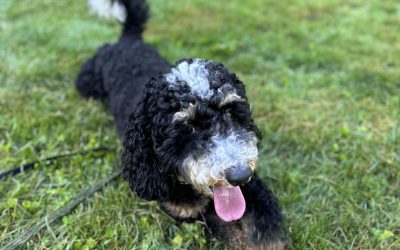 How to stop your dog’s barking in the backyard