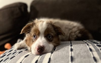 First Night With Your Puppy