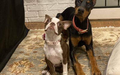 Choosing a Dog Breeder: What You Need To Know
