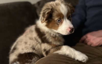 First Day Home With Your Puppy